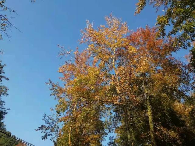賞紅，蜚山霜月這邊楓景獨好