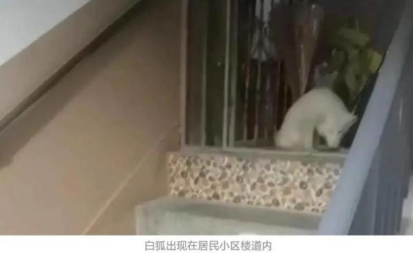 宠物白狐狸