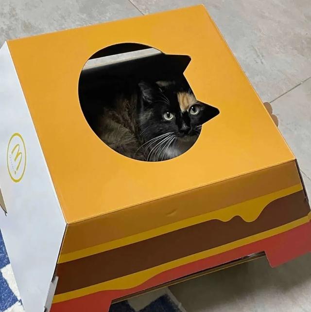 臺灣地震小朋友第一時間救貓咪