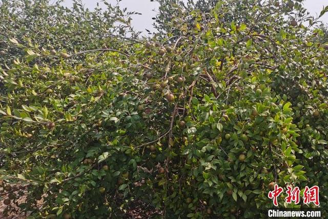 株洲制砂机型号