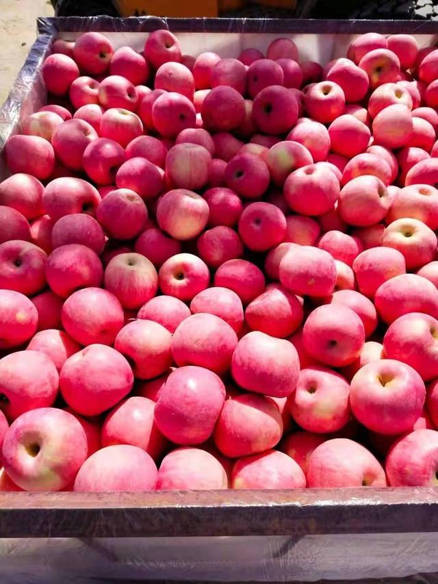 皮薄且甜的苹果，莱西这里还有近2000吨，果农愁卖，请您来看看2