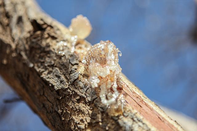 阿拉伯胶(阿拉伯胶和黄耆胶) 资讯 阿拉伯胶(阿拉伯胶和黄耆胶) 资讯