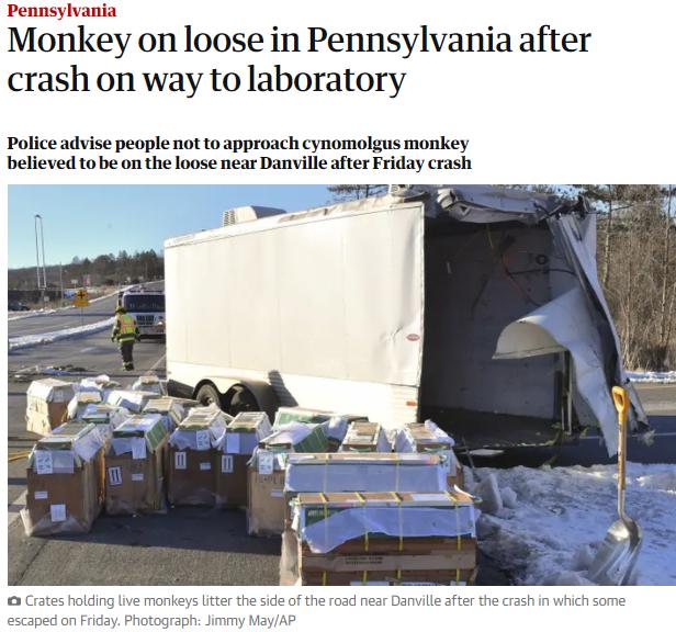 美国实验室猴子运输途中逃跑