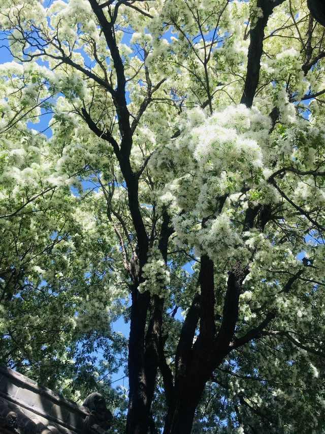 什麼的流蘇齊魯青未了最美流蘇花陳樹彬