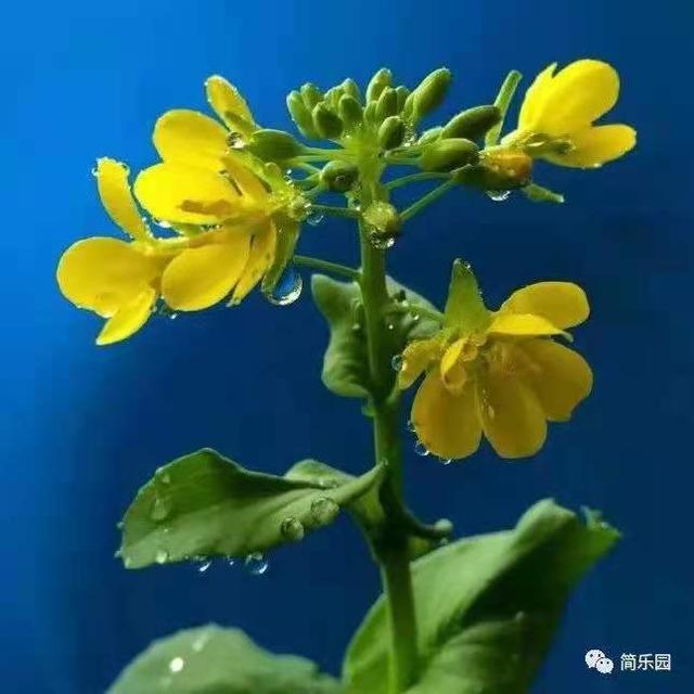 东营鹅卵石制砂机厂家