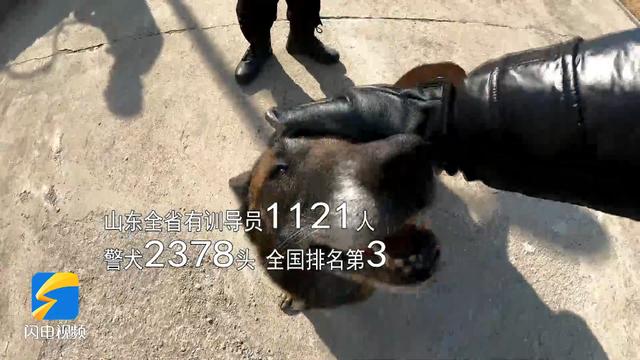 警犬来了