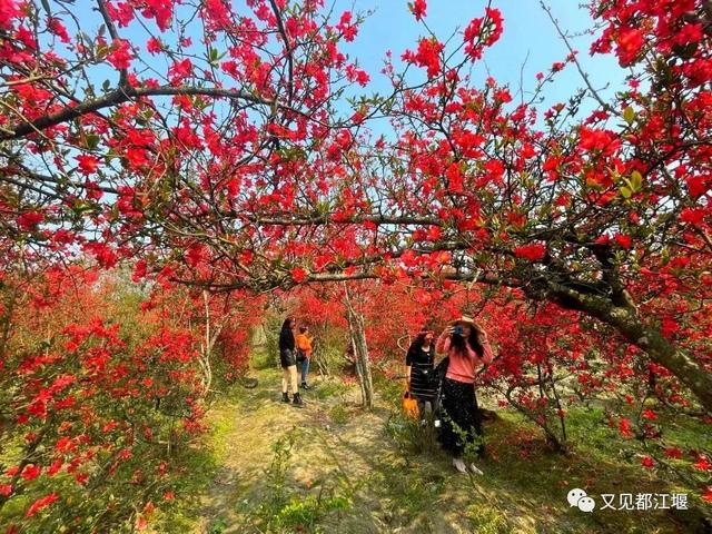 成都适合团建聚餐的地方 成都适合团建聚餐的地方