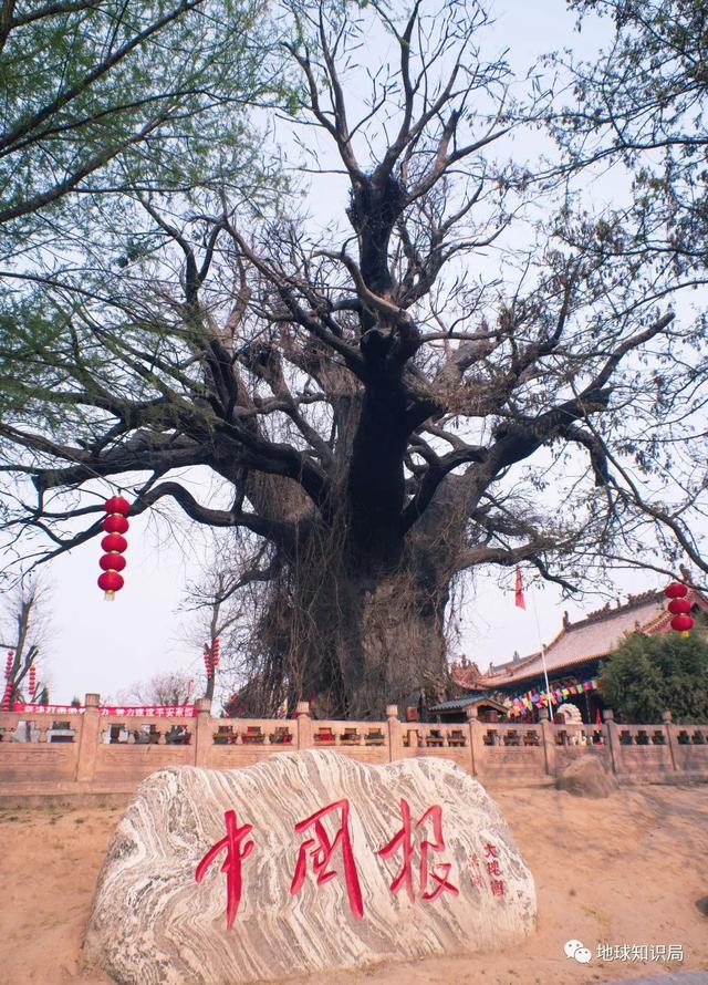 山西大槐树传说，究竟是什么？
