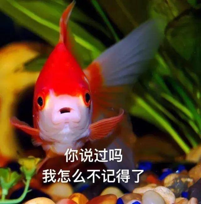 金鱼的记忆 金鱼的记忆
