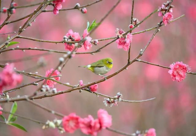 桃花是什么季节开的