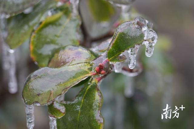 连州历史上下雪（清远连州什么时候下雪）