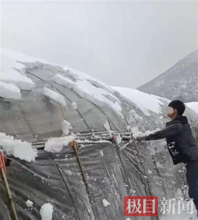 今年三八节买花可能更贵！昆明多处花卉大棚被雪压塌，花市暂停鲜花拍卖