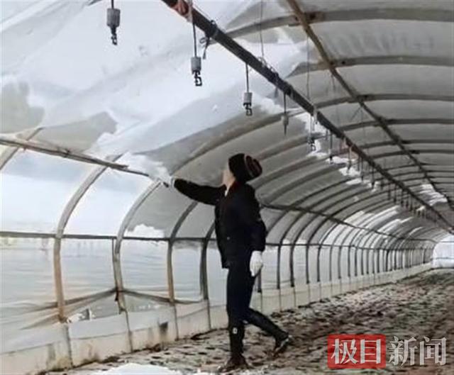 今年三八节买花可能更贵！昆明多处花卉大棚被雪压塌，花市暂停鲜花拍卖