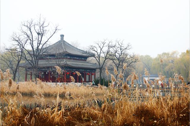 这些年，被遗忘了的圆明园