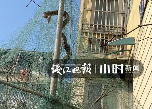 小区发生人蛇大战？近3米长大蛇 张口与人对峙