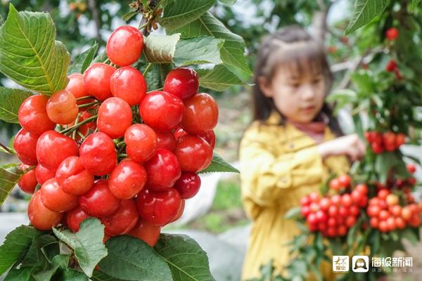 好品山东丨临朐樱桃请上了“农保姆”！科技孵化打造百亿级产业集群