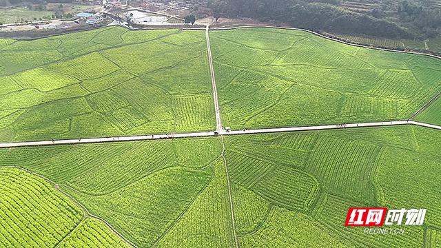 春暖花开 宜章平和村2800亩油菜花竞相绽放等你来 新闻时间