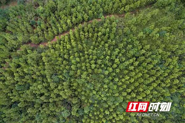 德国林业机械展模型