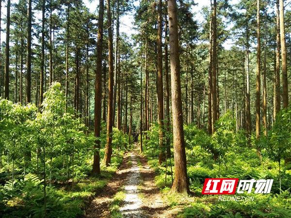 德国林业机械展模型