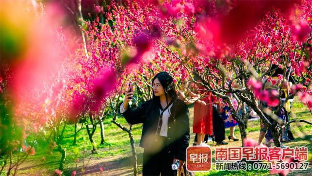 红 黄 粉 白 紫 广西的花 都开好了 新闻时间