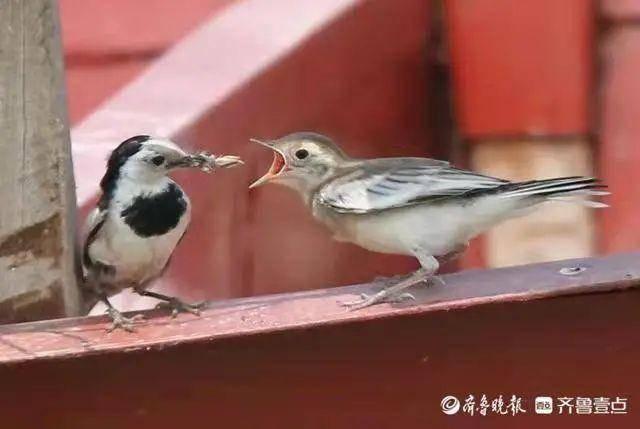 喜鹊长什么样子图片（喜鹊蛋长什么样子图片）