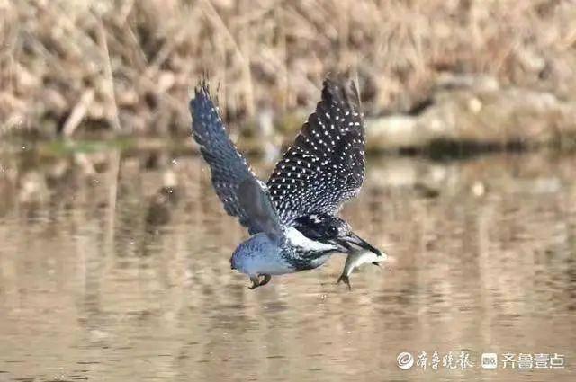 喜鹊长什么样子图片