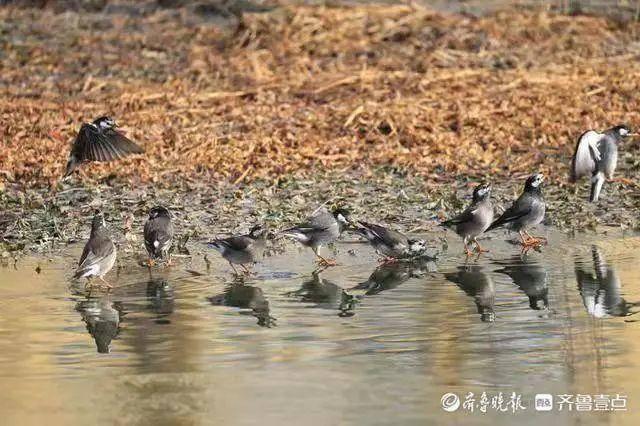 喜鹊长什么样子图片