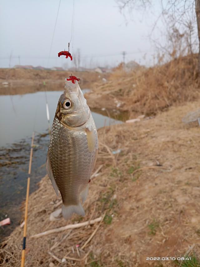 锦鲤鱼图片