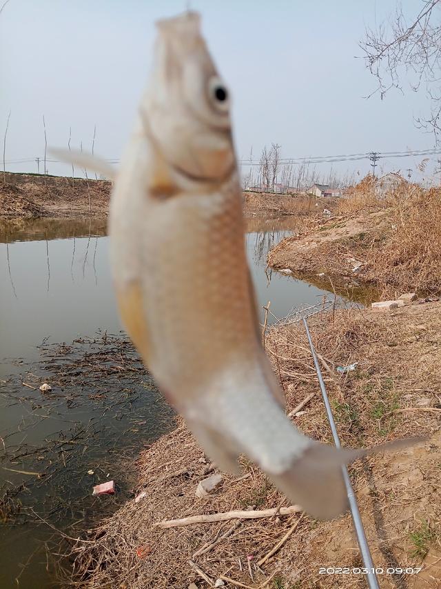 锦鲤鱼图片