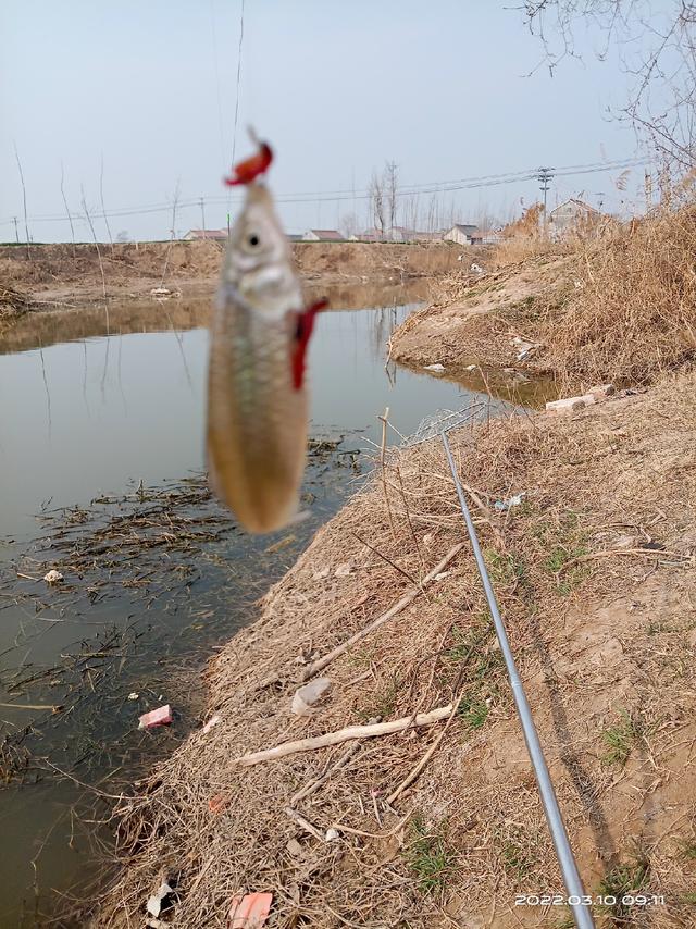 锦鲤鱼图片