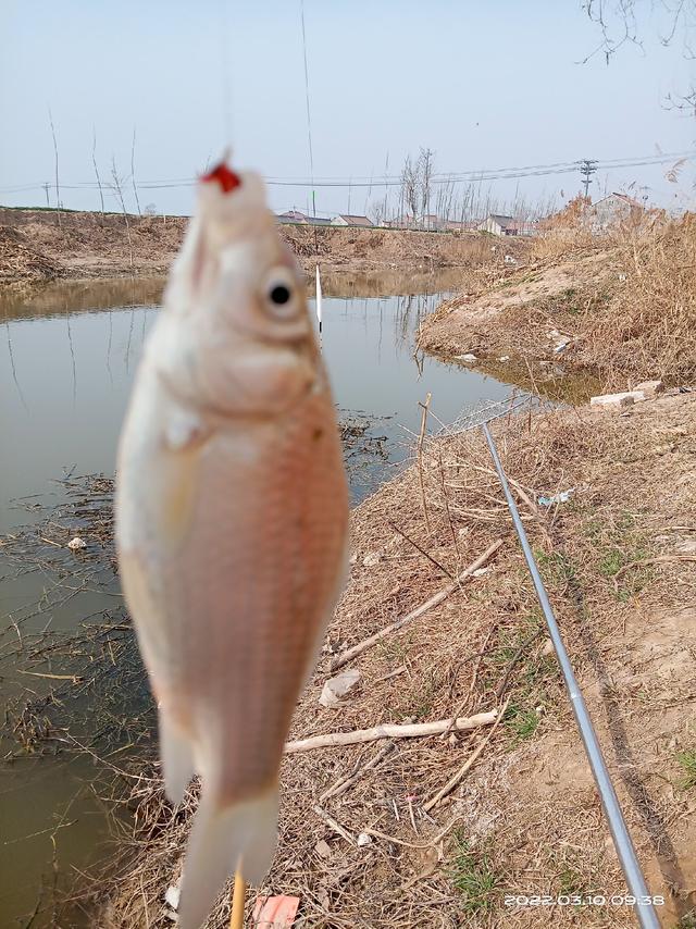 锦鲤鱼图片