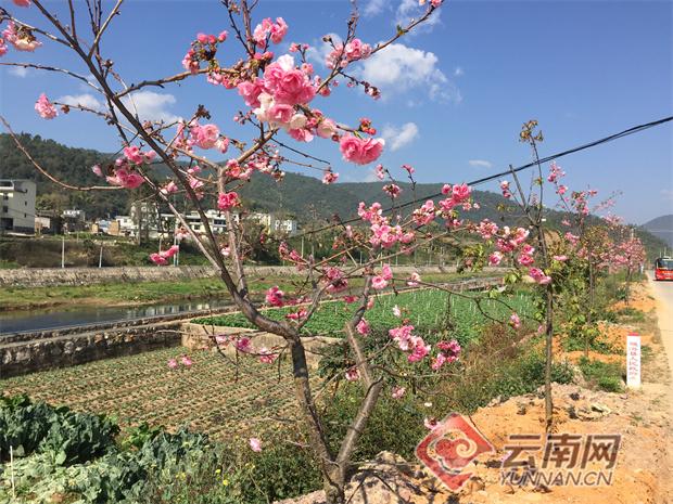 云南通海 高大河畔百花争妍美如画 Zh中文网