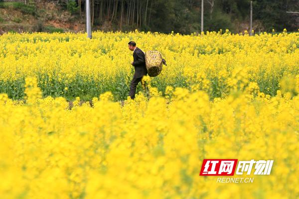 金黄金黄的什么