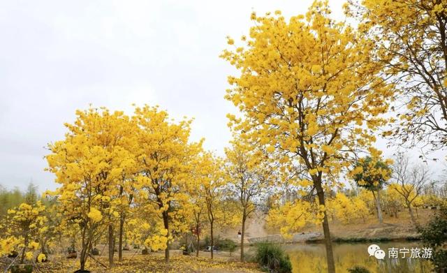 黄花风铃木（黄花风铃木价格）