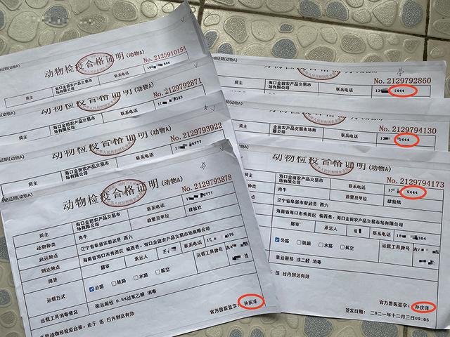 315调查｜兽医“隔空”开肉牛检疫证，运输司机千里“分身”