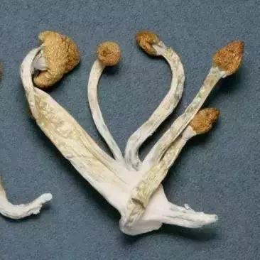 315“打假”！这些东西竟然都是害人的毒品