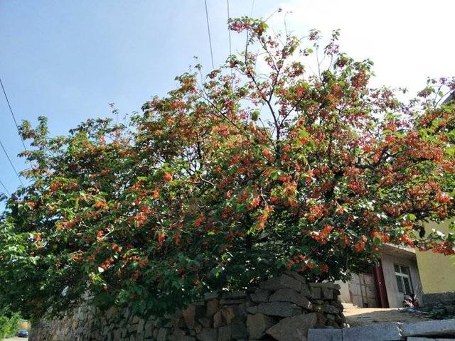 荆棘花 荆棘花，荆棘花园歌词 生活