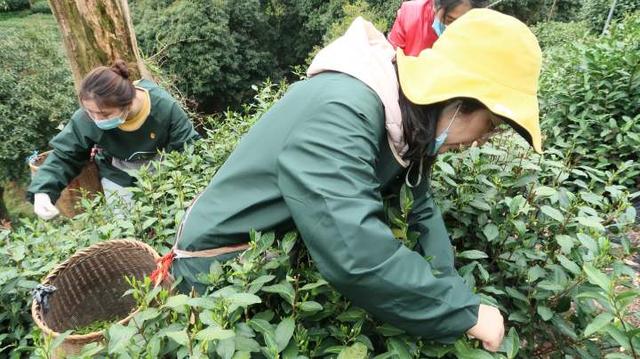 龙井茶缺采茶工？杭州市民主动报名帮忙，西湖街道还将组织300余名志愿者进村