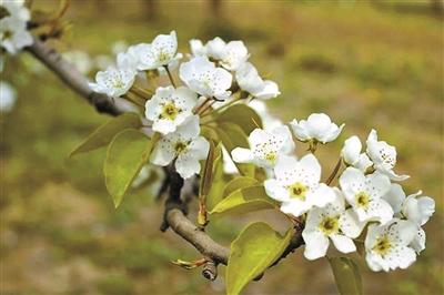 古代梨花妆「唐朝红妆」