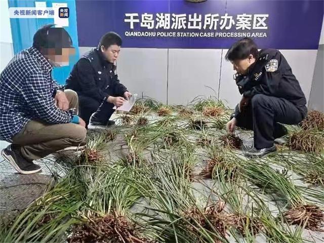 浙江淳安县一男子因非法采挖、销售野生兰花被刑拘