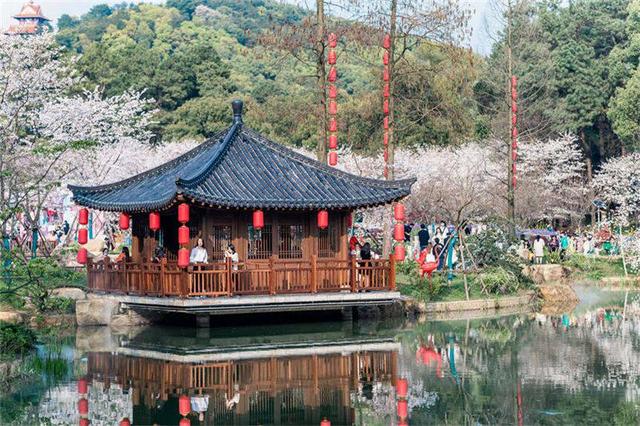 共赴春天赏花之约 湖北“赏花经济”生机勃发