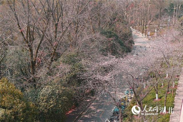 共赴春天赏花之约 湖北“赏花经济”生机勃发