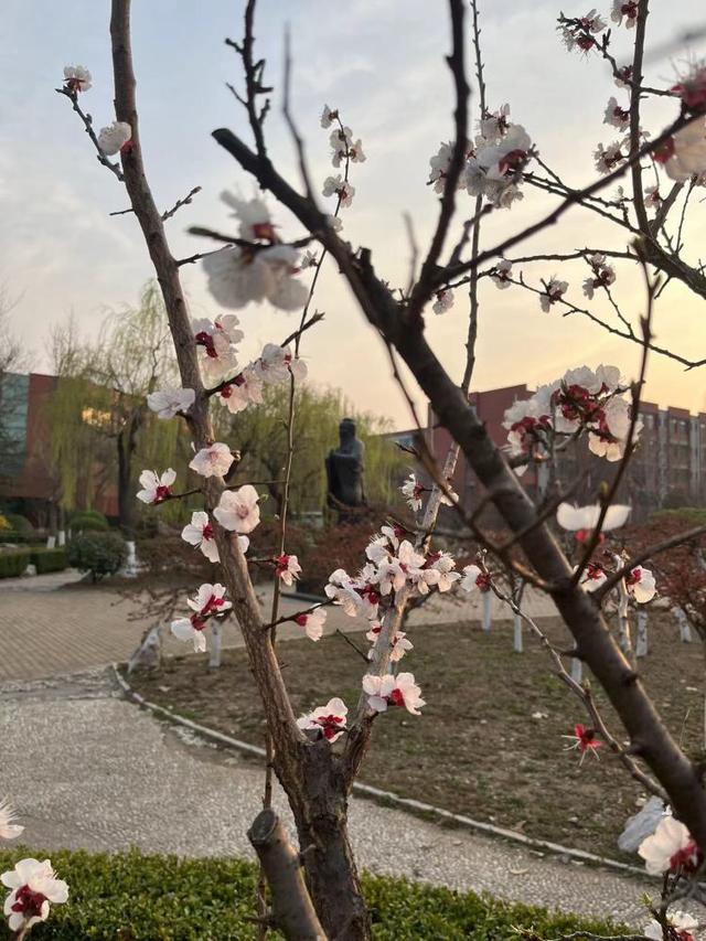 众志成城 齐心战疫｜居家学习的你想念校园吗？那里花儿都开好了 带你云赏花