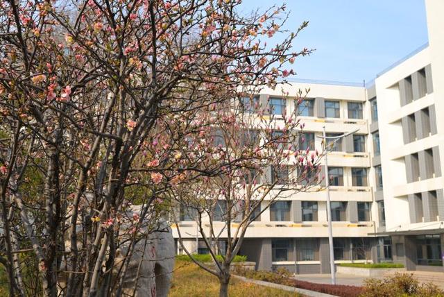 众志成城 齐心战疫｜居家学习的你想念校园吗？那里花儿都开好了 带你云赏花