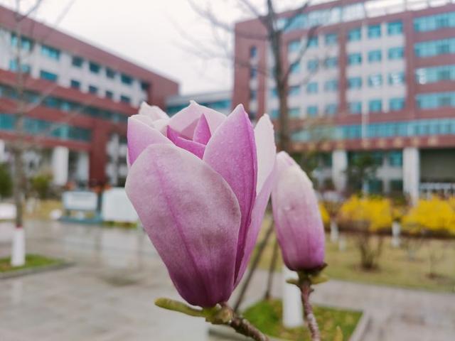 众志成城 齐心战疫｜居家学习的你想念校园吗？那里花儿都开好了 带你云赏花