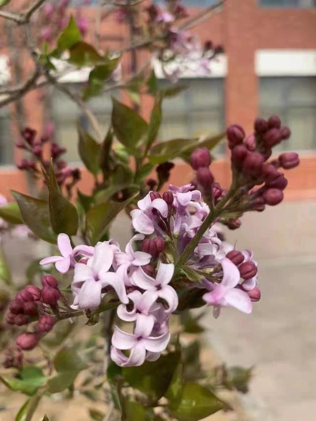 众志成城 齐心战疫｜居家学习的你想念校园吗？那里花儿都开好了 带你云赏花
