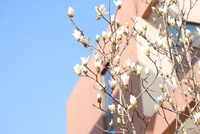 众志成城 齐心战疫｜居家学习的你想念校园吗？那里花儿都开好了 带你云赏花