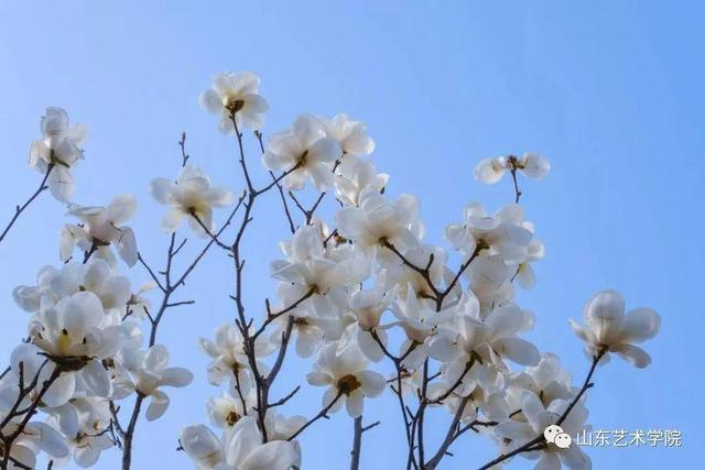 共享校园春光｜山东艺术学院：山艺春分写真集来了