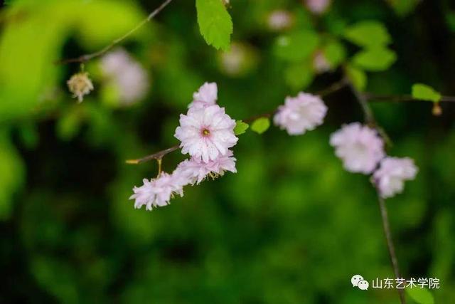共享校园春光｜山东艺术学院：山艺春分写真集来了