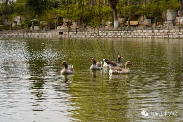 共享校园春光｜山东艺术学院：山艺春分写真集来了